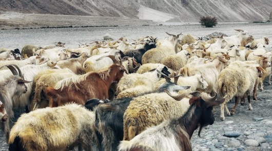 Dieren en volksgezondheid: welke regels gelden er?