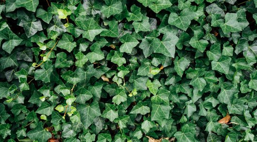 Korte metten maken met overhangende beplanting